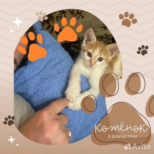 Добрый котенок ищет хозяина
