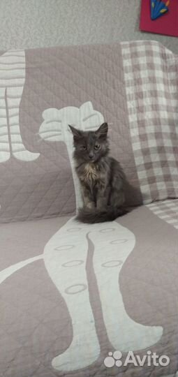 Отдам котенка в добрые руки