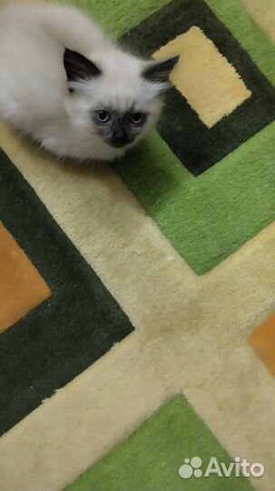 Тайская кошечка