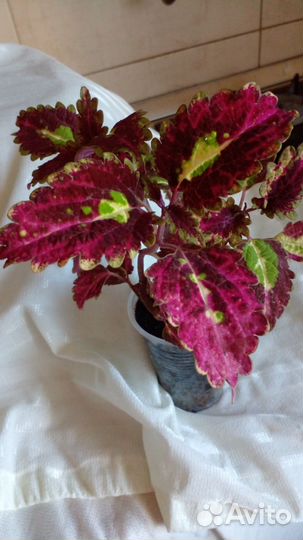 Колеусы вегетативные