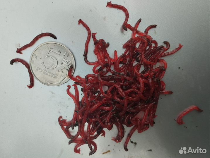 Мотыль живой