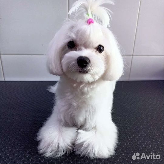 Стрижка собак и кошек