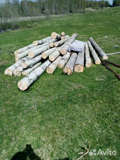 Лес кругляк осина