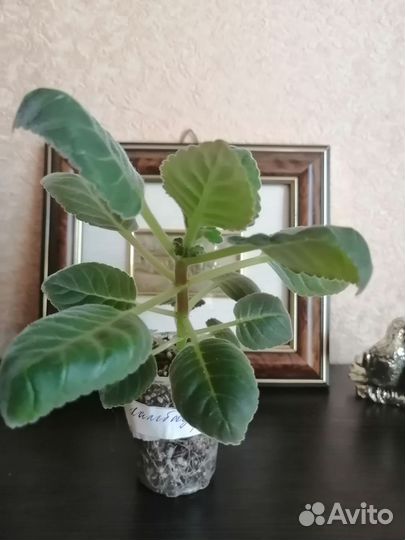 Глоксиния детки