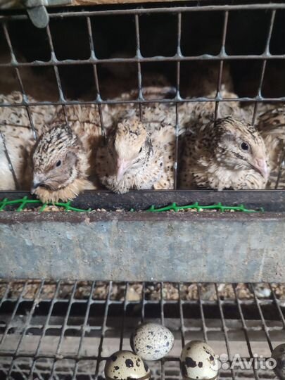 Яйца перепелиные инкубационное