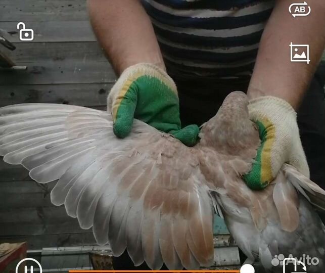 Николаевские голуби