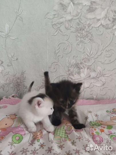 Котята в дар