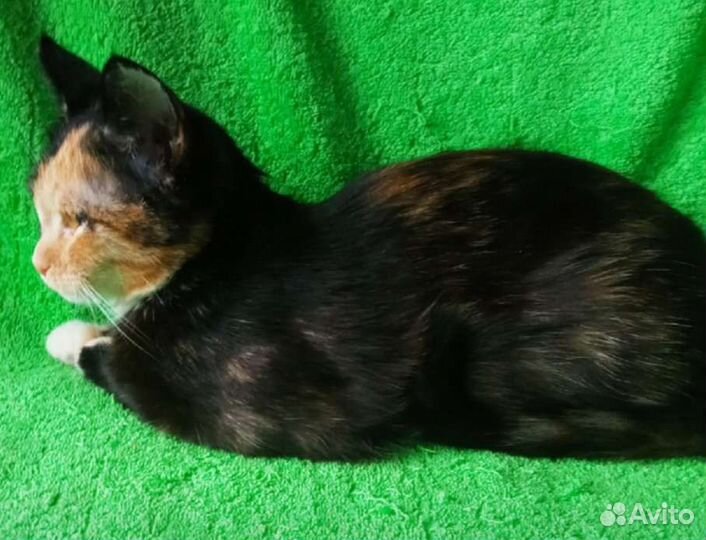 Трехцветная кошечка отдам бесплатно