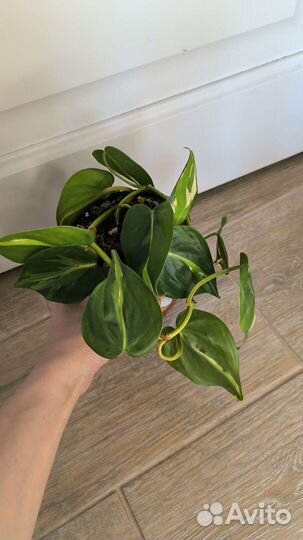 Комнатные растения лианы