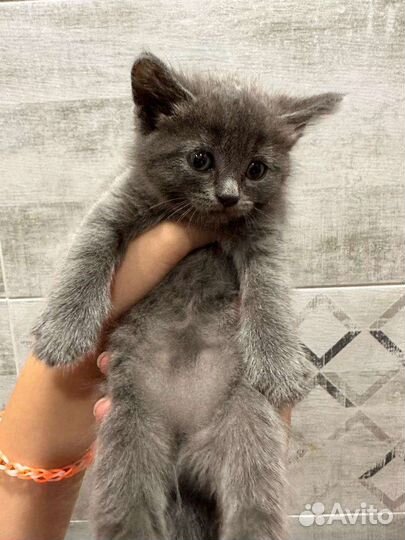 Кошка в дар бесплатно