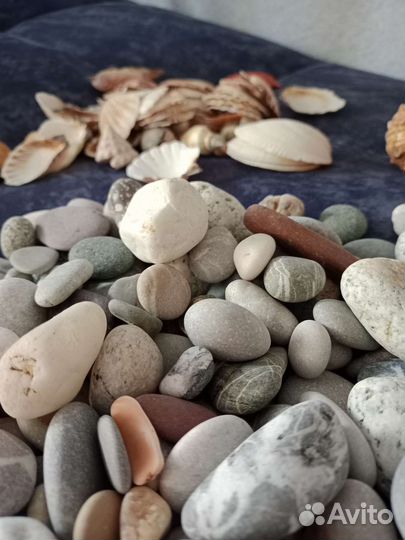 Ракушки и камни с черного моря