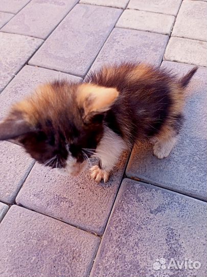 Котята мальчик и девочка