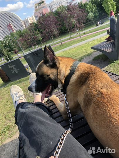 Собака в добрые руки