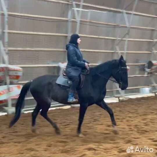 Тренер по верховой езде и конному спорту