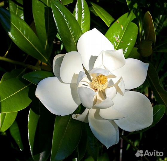 Магнолия Грандифлора