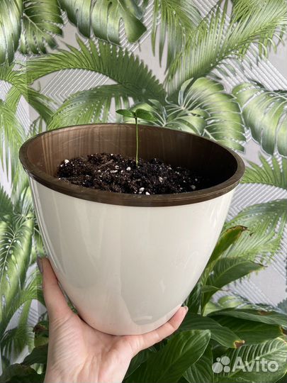 Мандариновое дерево