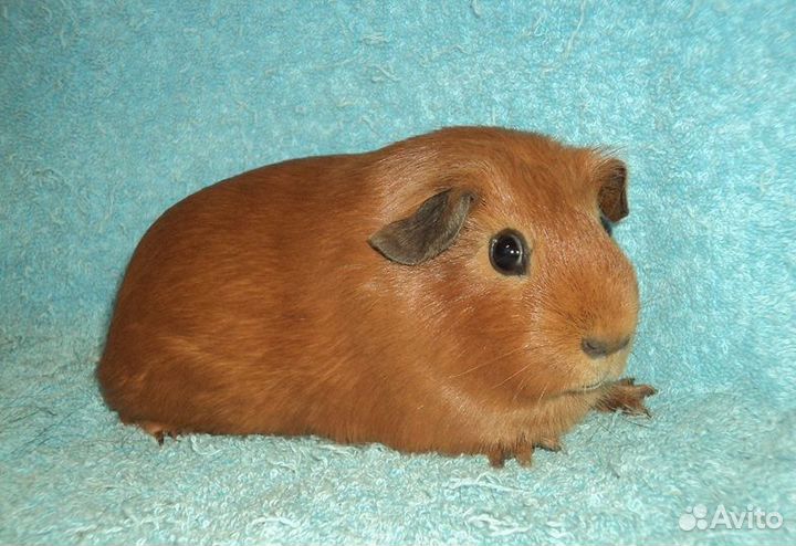 Морские свинки, девочки