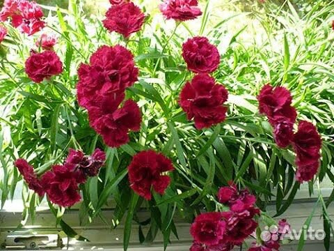 Гвоздика ампельная, вышлю почтой