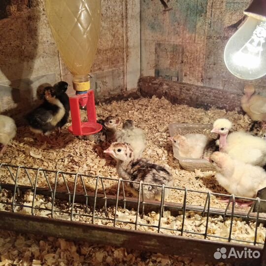 Индюшата,бройлеры