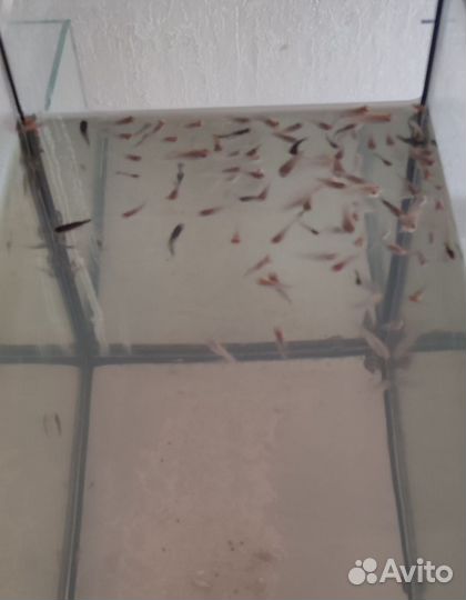 Моллинезия велифера