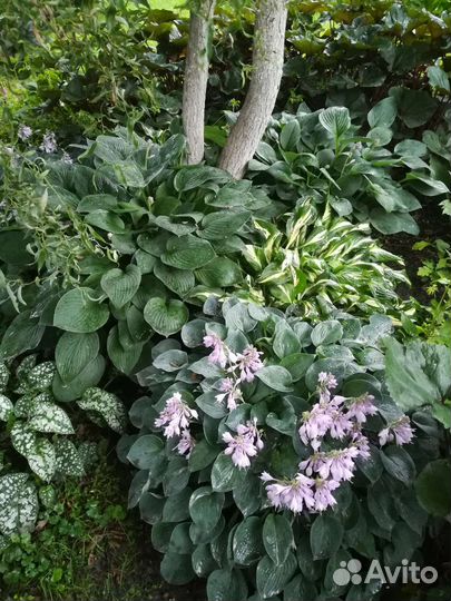 Хосты, Баданы, Гейхеры,Лилейники