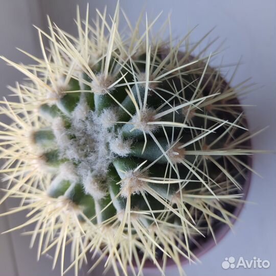 Эхинокактус Грузони в горшке