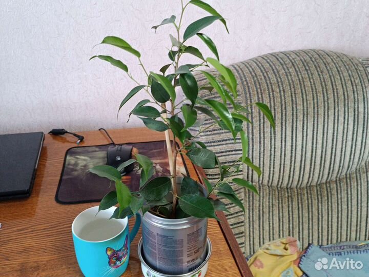 Фикус бенджамина