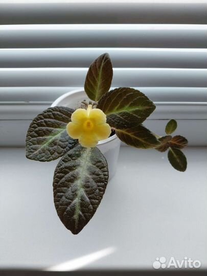 Комнатные цветы