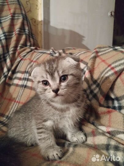 Шотландские котята