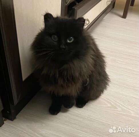 Кошка в добрые руки