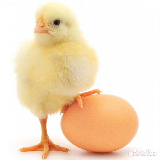 Цыплята бройлера