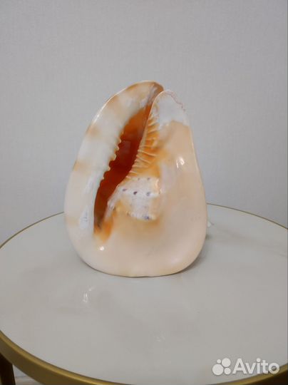 Ракушка морская большая