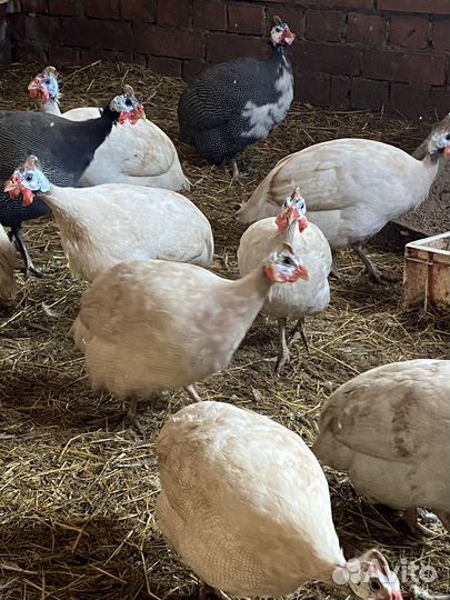 Продам самцов на племя