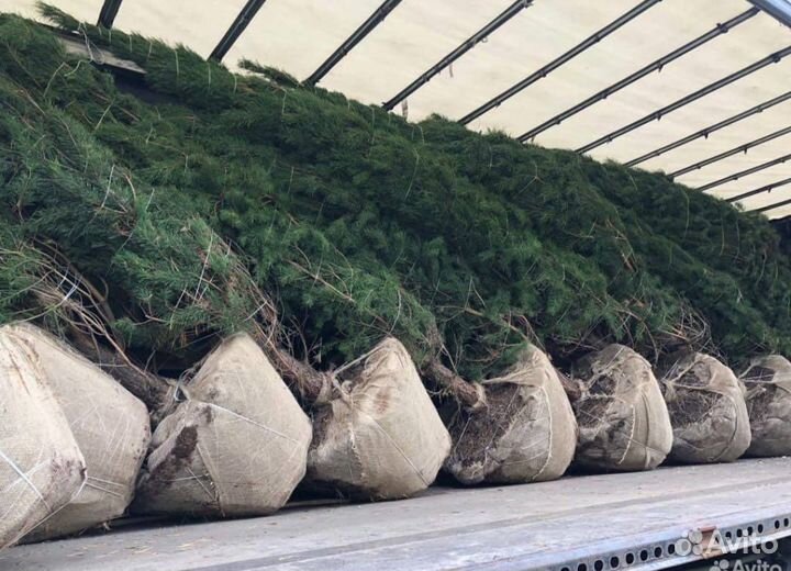 Ель голубая