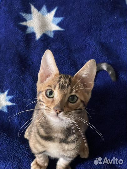 Бенгальский котёнок с документами
