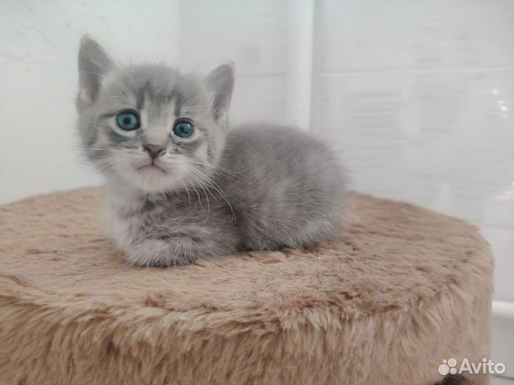 Желеноглазое чудо