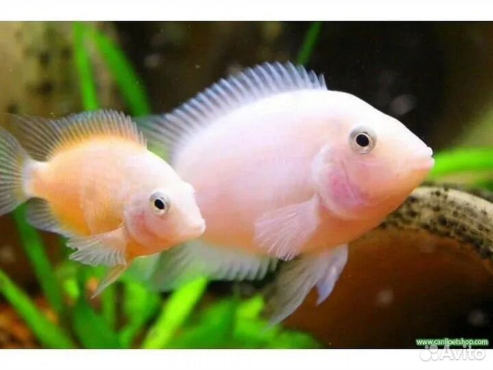 Чернополосая цихлозома / альбинос