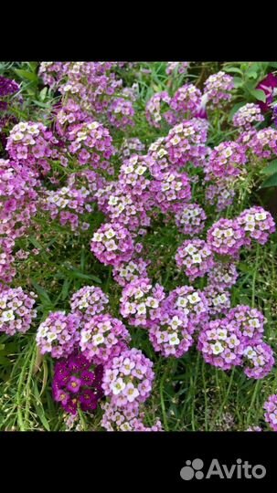 Алиссум вегетативный сноу принцесс
