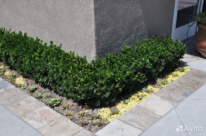 Вечнозелёный,быстрорастущий забор(бересклет)