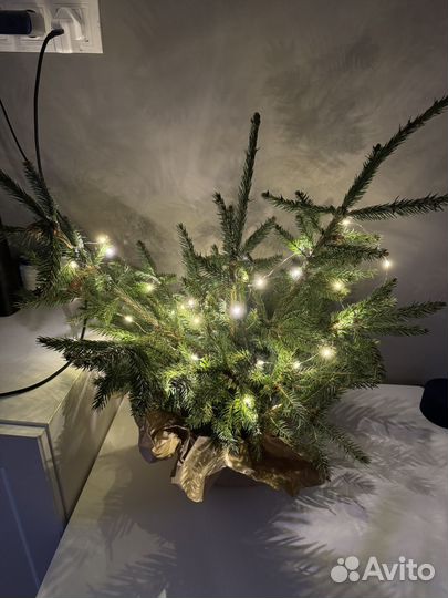 Ветки для новогоднего декора