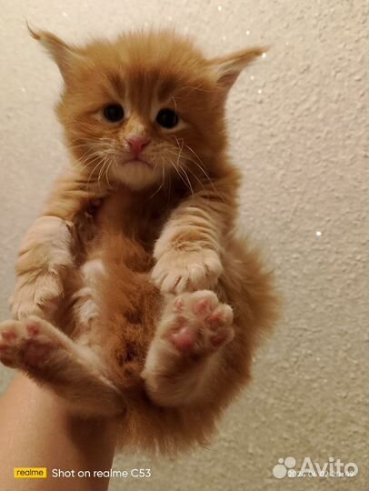 Мэйн кун котята