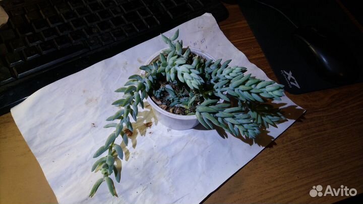 Суккуленты