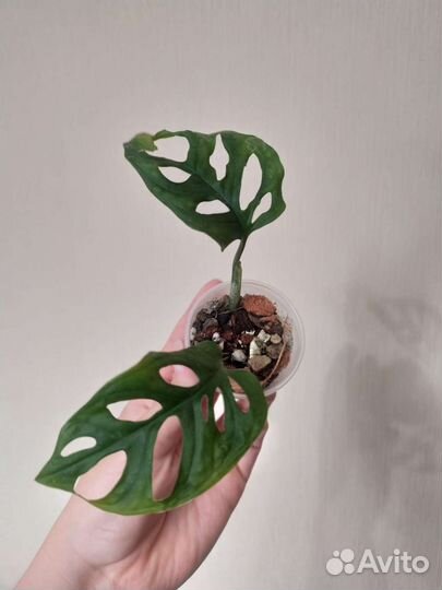 Монстера манки лиф