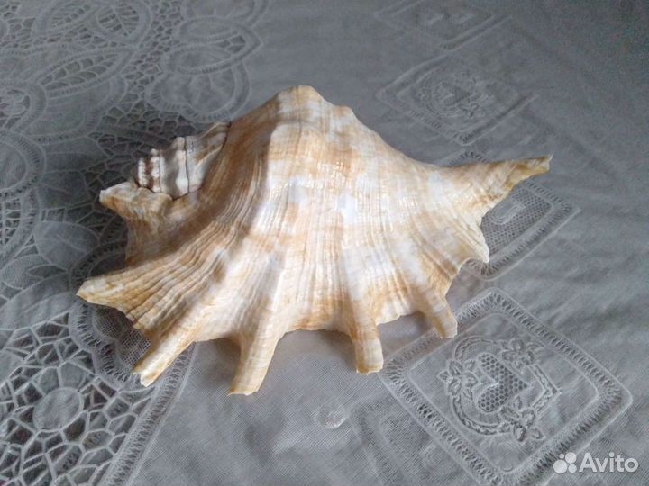 Морская раковина