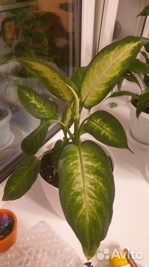 Диффенбахия