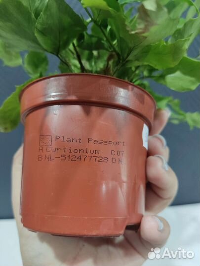 Папоротник Циртомиум