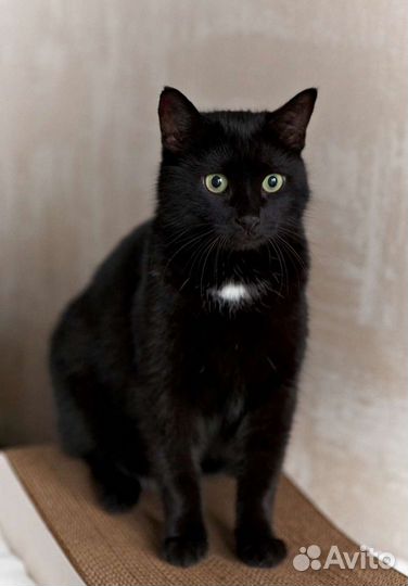 Кошке Алисе очень нужен человек