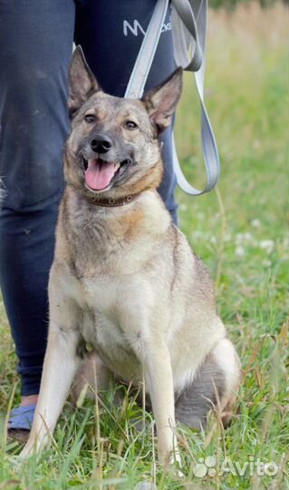 Собачка Кора