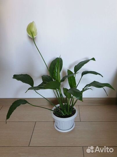 Спатифиллум с крупными листьями