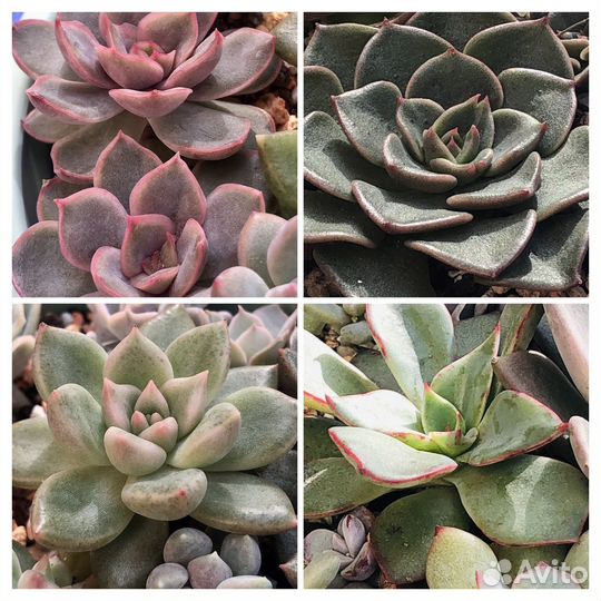 Суккуленты-2 Эхеверия Граптоверия